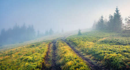 Captivating morning scene of mountain forest with old country road. Mystical summer scene of Brailka valley, Carpathian mountains, Ukraine, Europe. Beauty of nature concept background.の写真素材