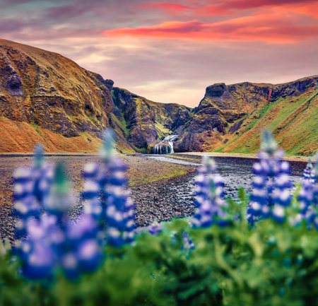 Adorable sunrise on Stjornarfoss waterfall and blooming loopine flowers on foreground. Amazing summer scene of Iceland, Europe. Travel to Iceland.の写真素材