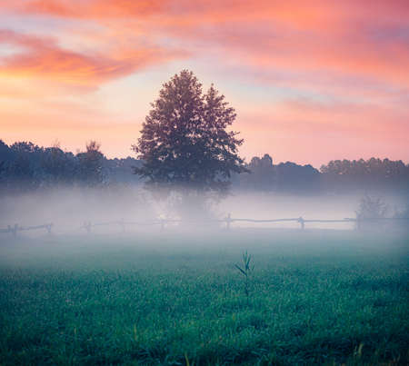 Lonely tree on the middle of foggy mwadow. Unbelievable morning scene of Shatsky National Park, Krymne lake location, Volyn region, Ukraine. beauty of nature concept background.の写真素材