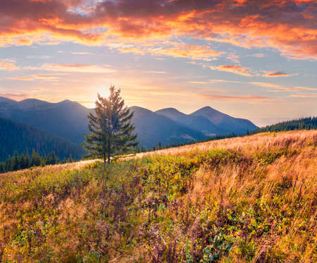 Incredible autumn view of Marishevska mountain valley with highest Carpathian peak - Hoverla. Gorgeous sunset in Carpathian mountains, Ukraine, Europe. beautiful autumn scenery.の写真素材