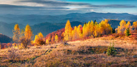 Panoramic autumn view of the Carpathian mountains. Amazing morning scene of mountain valley. Beauty of nature concept background. landscape photography.の写真素材