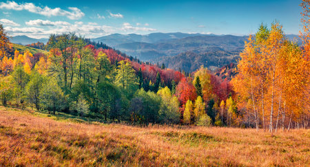 Sunny autumn scene of the mountain meadow. Panoramic morning view of mountain forest, Carpathians, Ukraine, Europe. Beauty of nature concept background.の写真素材