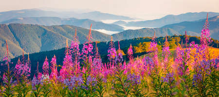 Panoramic summer view of foggy mountain valley with Chamaenerion angustifolium flowers. Stunning...
