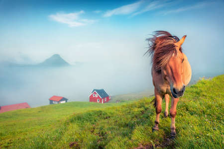 Portrait of red horse on pasture. Attractive summer morning in Velbastadur village, Streymoy, Faroe Islands, Kingdom of Denmark, Europe. beautiful summer scenery.の写真素材
