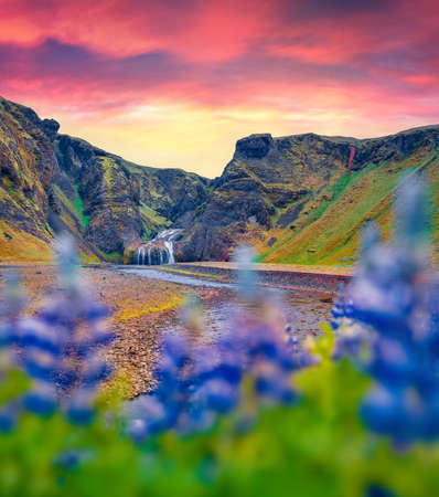 beautiful summer scenery. Dramatic sunrise on Stjornarfoss waterfall and blooming loopine flowers on foreground. Wonderful summer scene of Iceland, Europe. Travel to Iceland.の写真素材