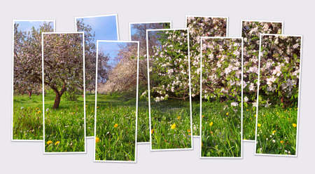 Isolated ten frames collage of picture of blooming apple tree garden. Bright morning view of spring country side. Mock-up of modular photo.の写真素材