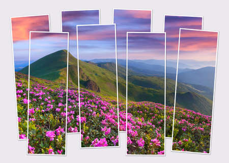 Isolated eight frames collage of picture of blooming pink rhododendron flowers on mountain valley....