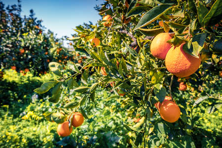 Bright morning in orange garden. Splendid spring view of Sicily, Italy. Fresh leaves green shining on the sunlight. Beauty of countryside concept background.の写真素材