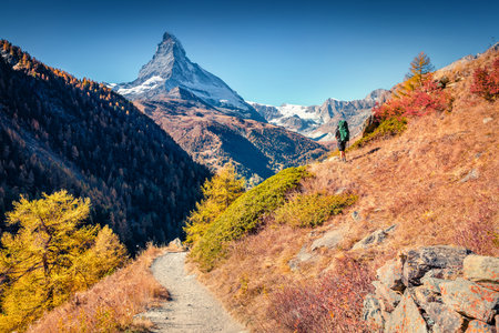 Tourist walks among colorful larch trees in Swiss Alps. Sunny morning view of Matterhorn peak. Spectacular autumn scene of trekking path in high mountains, Zermatt location, Switzerland.の写真素材