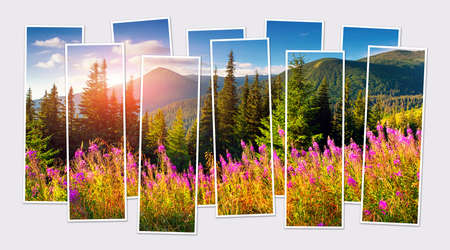 Isolated ten frames collage of picture of blooming pink flowers on the mountain valley at June. Picturesque summer view of the Carpathian mountains. Mock-up of modular photo.の写真素材