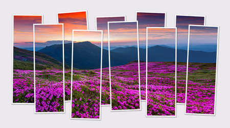 Isolated ten frames collage of picture of blooming pink rhododendron flowers on mountain valley. Fantastic summer scene of Carpathian mountains at June. Mock-up of modular photo.の写真素材