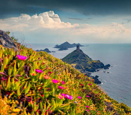 Pink flowers blooming on the shore of popular tourist destination Torra di a Parata - 16th-century Genoese tower reached by a rocky nature trail, Corsica island, France, Europe.の写真素材