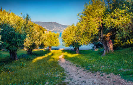 beautiful spring scenery. Picturesque evening view of olive garden on Phoki Beach. Stunning countryside scene of Kefalonia island, Tselentata village location, Greece, Europe.の写真素材