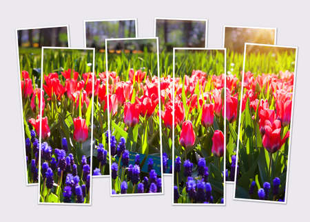 Isolated eight frames collage of picture of blooming red tulip flowers in Keukenhof park glowing morning light. Beautiful outdoor scenery in Netherlands, Europe. Mock-up of modular photo.の写真素材