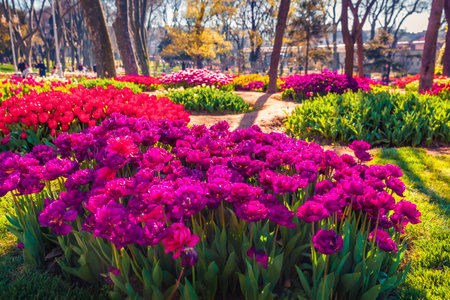 Spectacular morning scene of blooming violet tulip flowers in Gulhane (Rosehouse) park. Attractive outdoor scene of Istanbul, Turkey, Europe. Sunny morning landscape of city park.の写真素材