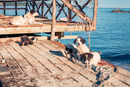 Puppies on a wooden pier in Ksamil port. Sunny spring seascape of Ionian sea, Albania, Europe.の写真素材