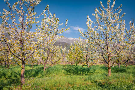 Bright spring scene of apple trees garden. Sunny morning scene of North Macedomnia. Wonderful spring scenery. Beauty of nature concept background.の写真素材