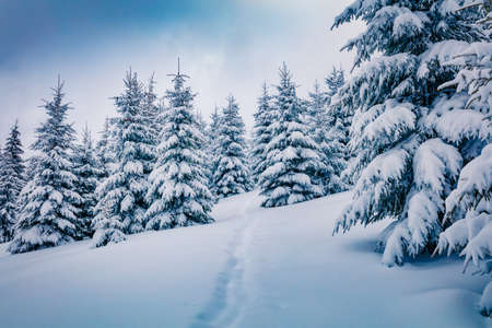 Amazing winter scenery. Stunning winter view of mountain forest.Frosty morning scene of Carpathian mountains. Travel concept background.の写真素材