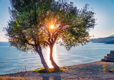 Olive trees on the shore of Spilese bay, Himare location. Exotic spring scene of Albania, Europe. Magnificent seascape of the Adriatic sea. Beauty of nature concept background.の写真素材