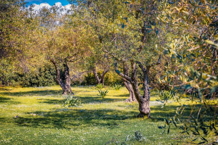 Fabulous spring view of olive garden. Wonderful rural scene of Albania, Europe. beauty of nature...