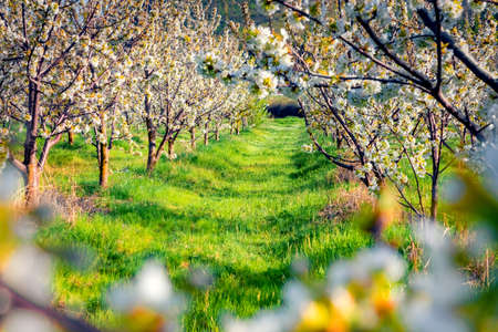 Wonderful spring scenery. Apple trees garden in the outskirts of Bitola town. Romantic morning scene of North Macedonia. Beauty of nature concept background.の写真素材
