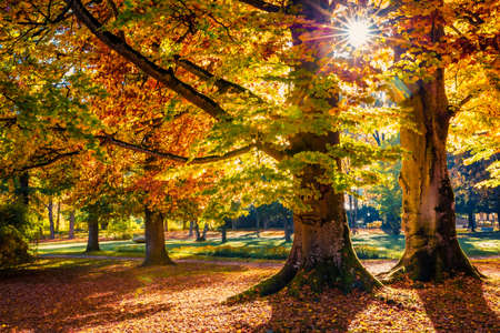 Exciting morning view of old beech trees in Kurpark in Thumersbach village, located on the shore of the Zell lake. Impressive autumn scene in the city park. Beauty of nature concept background.の写真素材