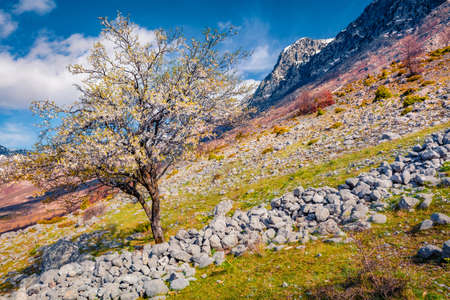 Sunny morning in Theth National Park with snowy peaks on background. Blooming apple tree at early spring in Albania, Europe. Beauty of nature concept background.の写真素材