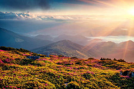 Unbelievable summer sunrise with fields of blooming rhododendron flowers. Incredible outdoors scene in the Carpathian mountains, Ukraine, Europe. beauty of nature concept background.の写真素材