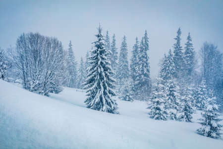 Snowy winter scenery. Captivating morning view of mountain forest. Amazing winter landscape of the Carpathian mountains. Beauty of nature concept background.の写真素材