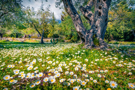 Meadow of blooming daisy flowers in olive garden. Amazing rural scene of Albania, Europe. beauty of nature concept background.の写真素材