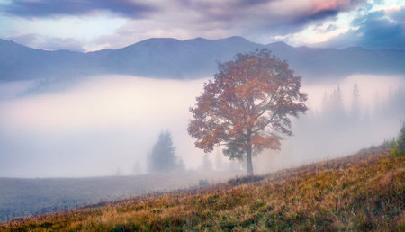 landscape photography. Foggy sunrise in the Carpathian mountains. Magnificent autumn scene of mountain valley. Unbelievable view of Ukrainian countryside. beautiful autumn scenery.の写真素材