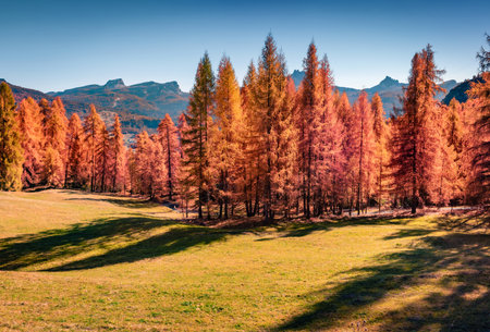Red larch trees on the front of blue mountain range in Dolomite Alps. Marvelous autumn scene of Italy, Europe. Beauty of nature concept background.の写真素材