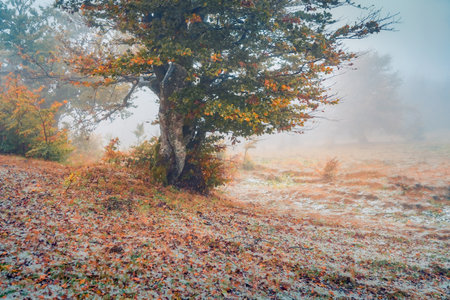 Old beech tree on the mountain valley. First snow on the forest. stunning morning view of Carpathians, Ukraine, Europe. beauty of nature concept background.の写真素材