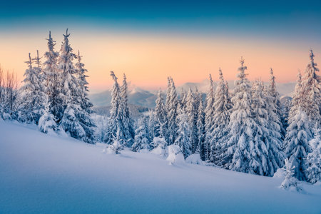 Frosty winter scenery. Colorful morning view of the mountain forest. Amazing winter landscape of Carpathian mountains with fir trees covered fresh snow. Beauty of nature concept background.の写真素材