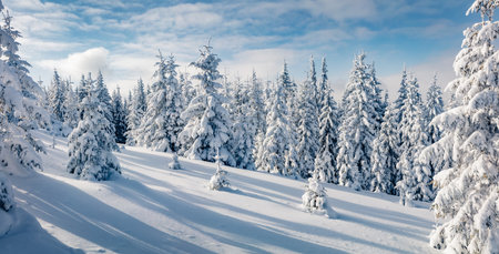 Untouched winter landscape. Panoramic morning view of Carpathian mountains with fresh snow covered fir trres. Captivating outdoor scene of mountain valley. Beauty of nature concept background.の写真素材