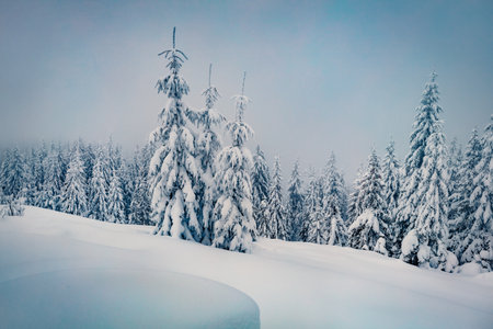 Untouched winter landscape. Gloomy morning scene of mountain forest. Misty winter view of Carpathian mountains, Ukraine, Europe. beauty of nature concept background.の写真素材