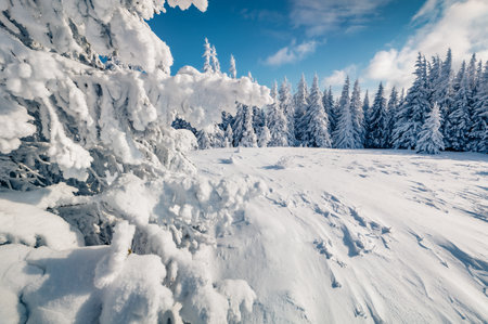 White fir trees on the Carpathian mountains, Ukraine, Europe. Christmas greeting postcard with snowy mountain forest. Beauty of nature concept background.の写真素材