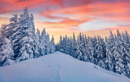 christmas postcard. Colorful morning view of the mountain forest. Amazing winter landscape of Carpathian mountains with fir trees covered fresh snow. Frosty winter scenery.の写真素材