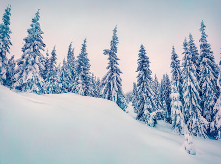 Untouched winter landscape. Gloomy morning scene of mountain forest. Fabulous winter view of Carpathian mountains, Ukraine, Europe. Beauty of nature concept background.の写真素材
