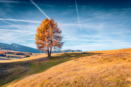 Orange larch tree on the Alps hill. Superb autumn view of Alpe di Siusi mountain plateau. Colorful morning scene of Dolomite Alps, Ortisei locattion, Italy, Europe. Beauty of countryside concept background.の写真素材