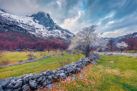Gloomy afternoon in Theth National Park with snowy peaks on background. Blooming cherry tree at early spring in Albania, Europe. beauty of nature concept background.の写真素材