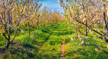 beautiful spring scenery. Colorful morning view of apple trees garden in the outskirts of Bitola town. Wonderful outdoor scene of North Macedonia.の写真素材