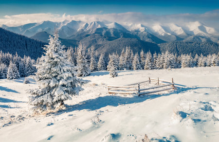 beautiful winter scenery. Sunny morning scene of mountain valley. Fir trees covered by fresh snow in the Carpathian mountains. Beautiful winter view of highest summit in Ukraine - Hoverla.の写真素材