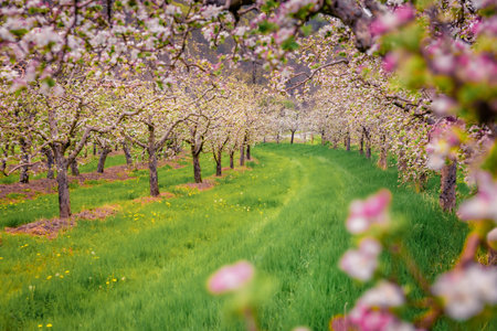 beautiful spring scenery. Apple trees garden in outskirts of Bitola town. Amazing morning scene of North Macedonia. Beauty of nature concept background.の写真素材