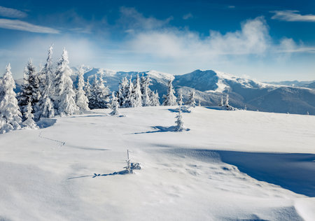 White fir trees on the hill of Carpathian mountains, Ukraine, Europe. Christmas greeting postcard with snowy mountain forest. beauty of nature concept background.の写真素材