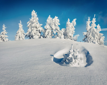 Untouched winter landscape. Sunny morning view of Carpathian mountains with snow covered fir trees. Frosty winter landscape of mountain forest. Happy New Year celebration concept.の写真素材