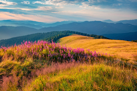 beautiful summer scenery. Blooming pink Chamaenerion angustifolium flowers on the Menchul mountain valley. Attractive summer scene of Carpathian mountains, Ukraine, Europe.の写真素材