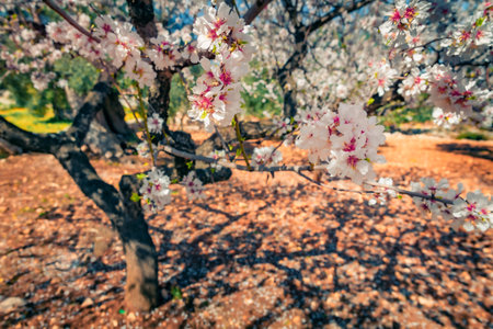 Blooming apple tree garden. Fabulous spring scene of Apulia countryyside, Italy, Europe. beauty of nature concept background.の写真素材