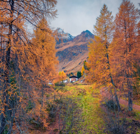 Colorful autumn view of orange larch trees Alpine forest with high snowy Swiss mountains on background. Picturesque morning view of Maloja village, Switzerland, Europe.の写真素材