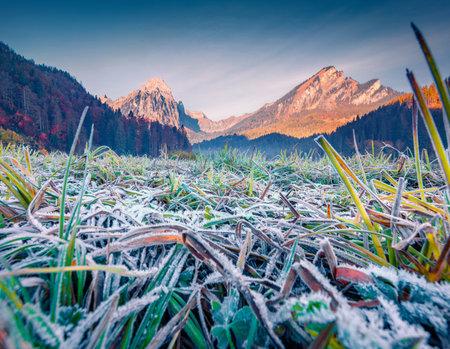 Green frosty grass macro picture. Beautiful morning scene of Obersee lake valley with Brunnelistock peak on background. Wonderful autumn view of Swiss Alps, Switzerland, Europe.の写真素材